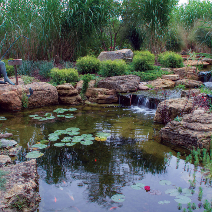 Pond Plant Combinations for Stunning Visual Impact