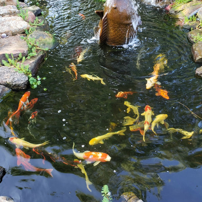 Maximizing Your Plant Growth: Koi-Proof Techniques