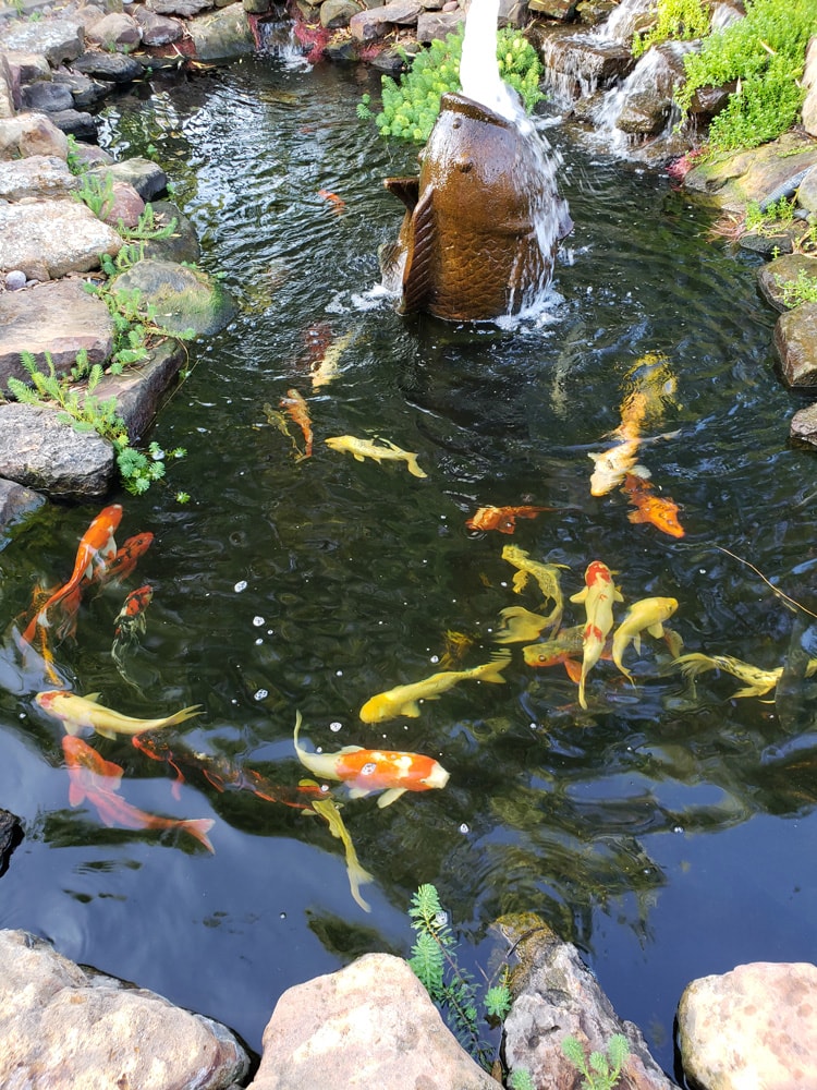 Maximizing Your Plant Growth: Koi-Proof Techniques