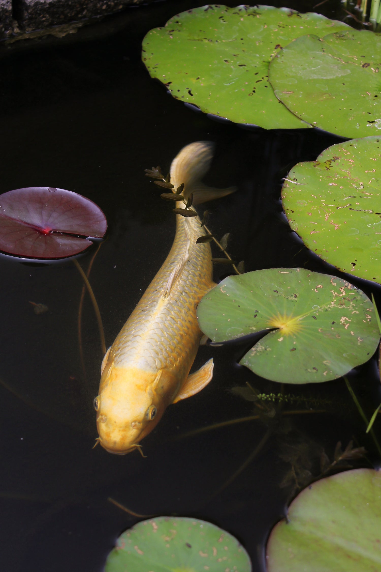 Imported Japanese Koi & Domestic Koi Available!